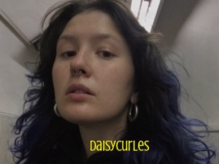Daisycurles