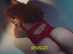 Venuscatt